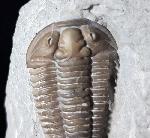 Flexicalymene meeki (FOERSTE 1910) - Bild © FossNet FossilienStore